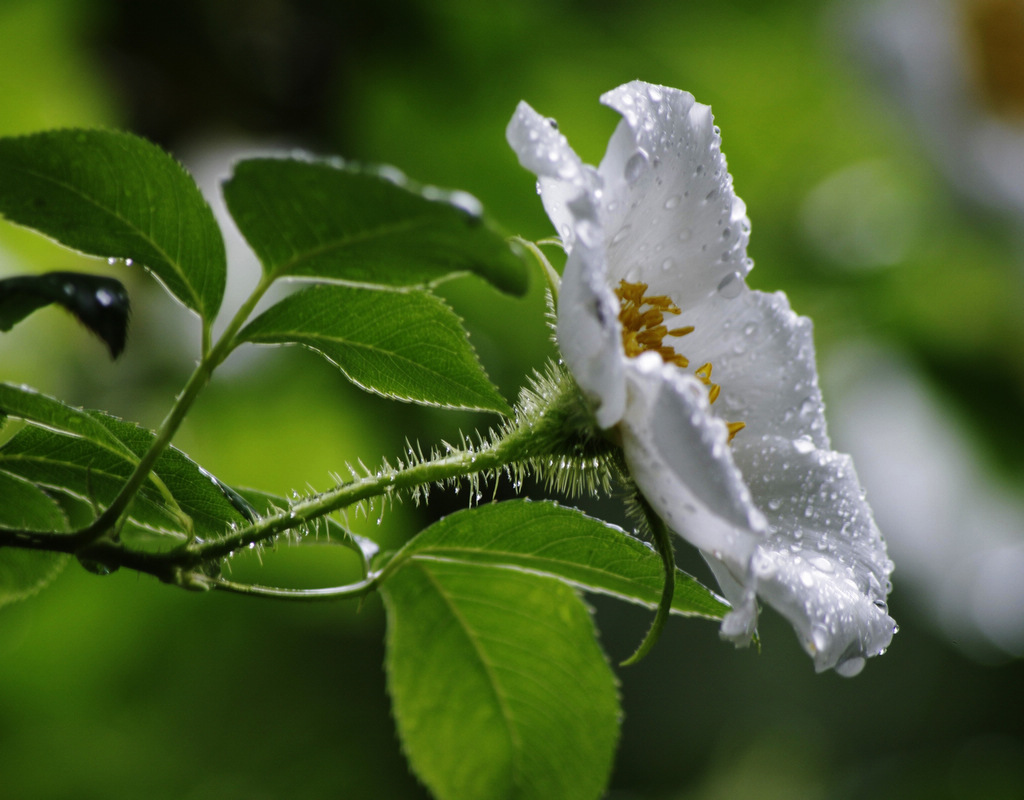 雨中的野花 摄影 天容海色