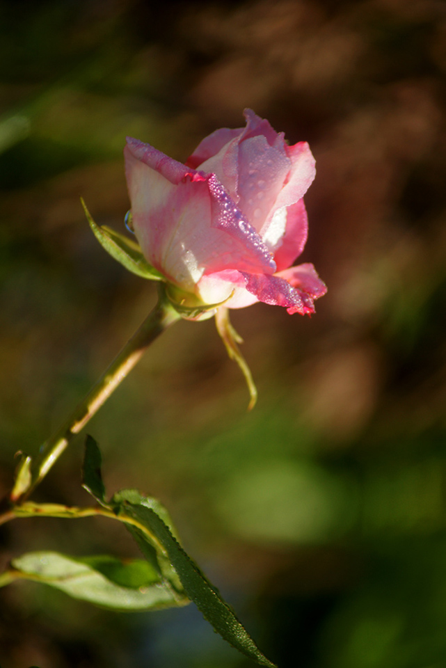 节日送友一枝花 摄影 生命如歌如虹