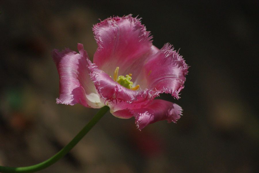 花卉 摄影 蓝陌