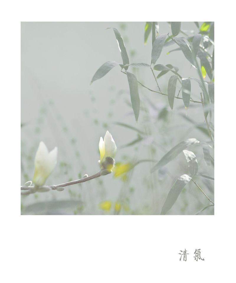 2012春花09 -清气 摄影 垦荒牛