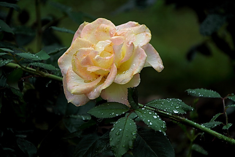 水晶月季 摄影 勤学