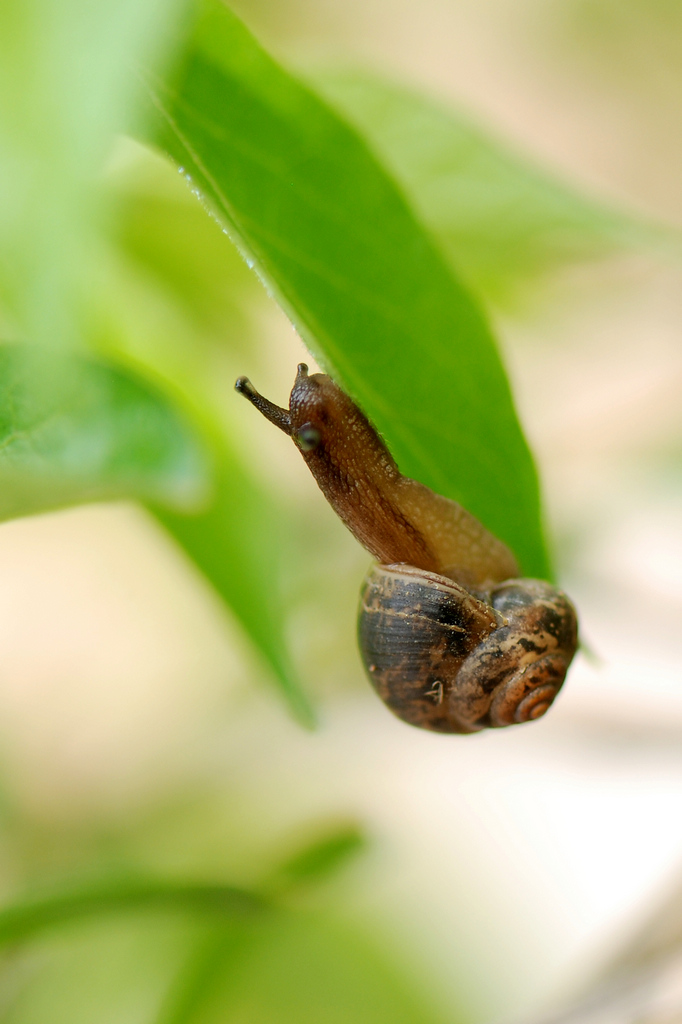 蜗牛 摄影 刺槐林