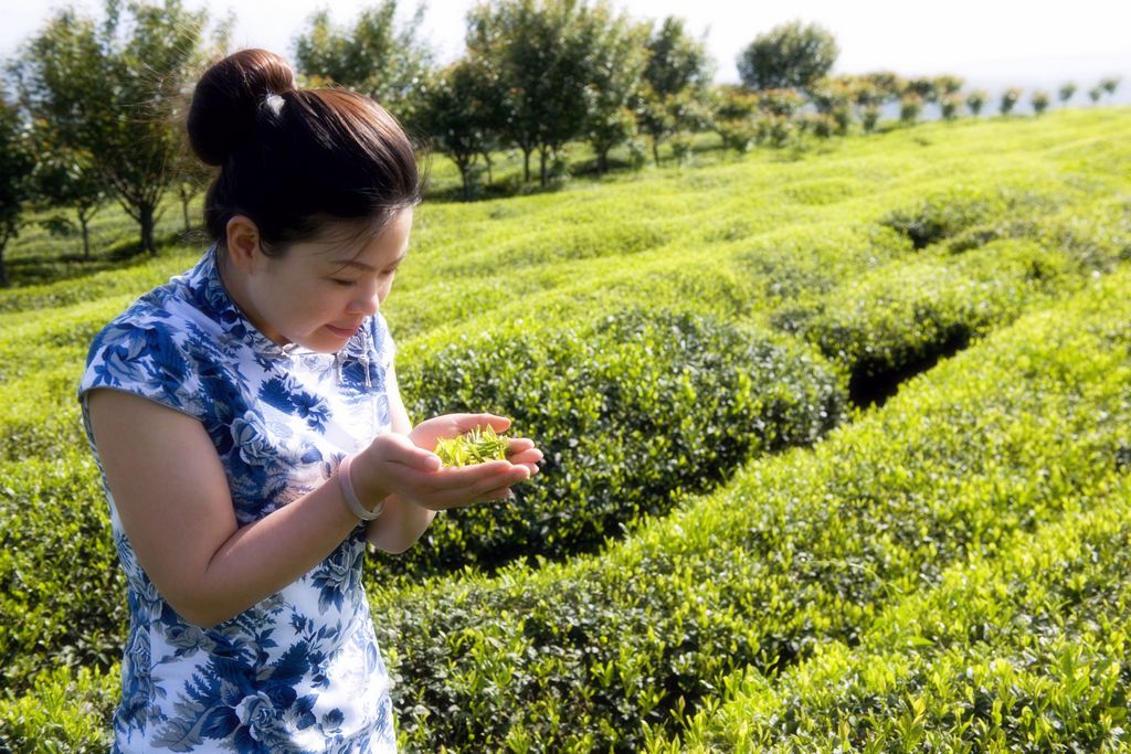 闻着茶香游大岚 摄影 打渔人