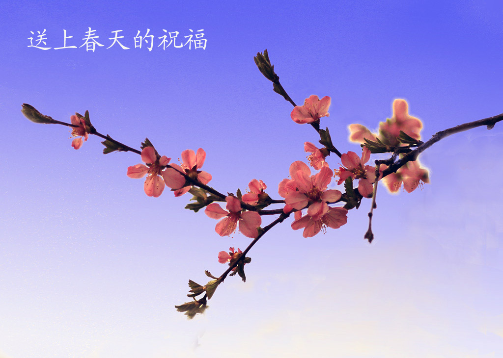 春天的祝福 摄影 瀚海一粟
