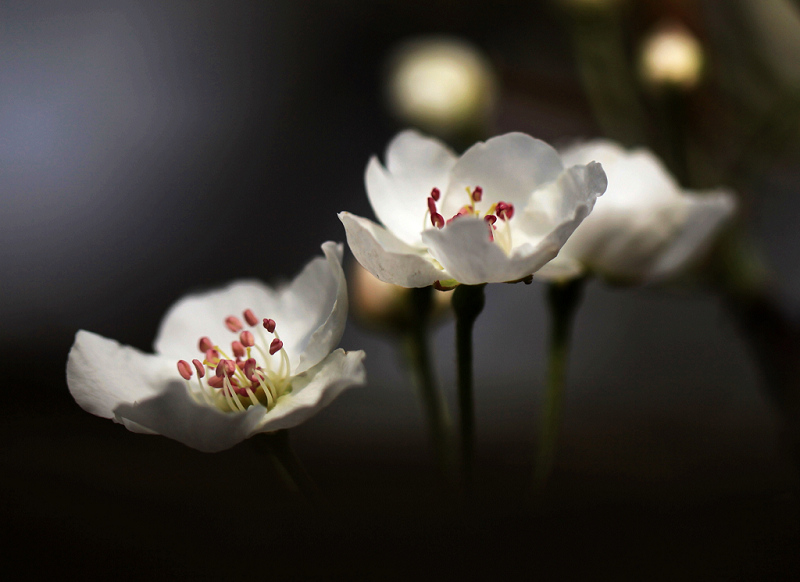 梨花 摄影 绿叶情