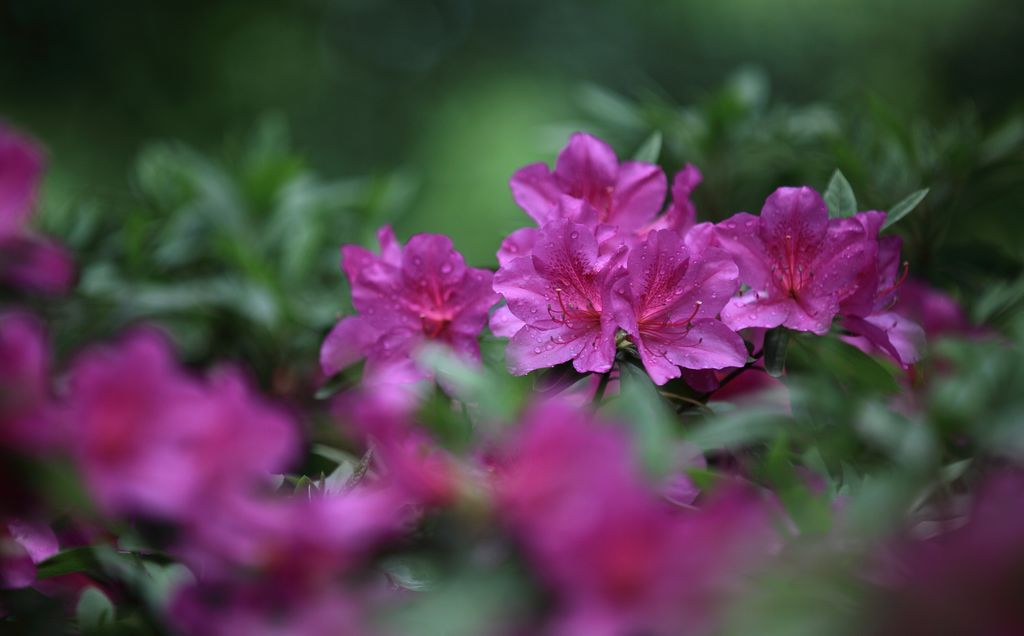 《雨后杜鹃》——点击放大 摄影 残月晓风