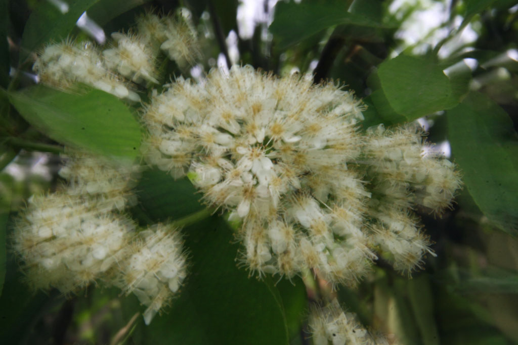 怒放 摄影 野蜂飞舞