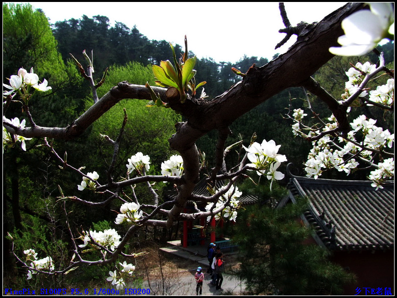 闾山梨花 摄影 wxwonlines