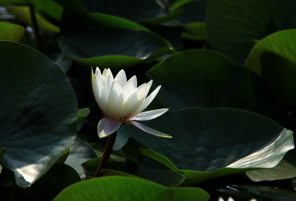 初夏2 摄影 綄鎂幸福