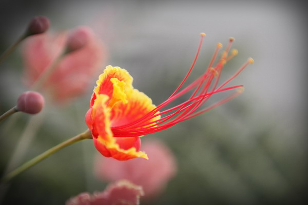 绽开的花 摄影 老税工