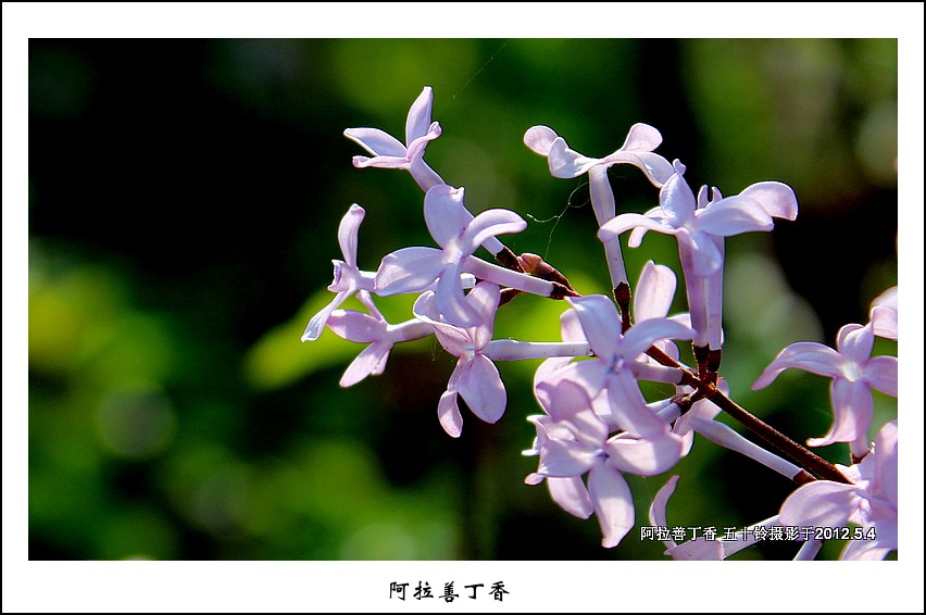 阿拉善丁香 摄影 五十铃