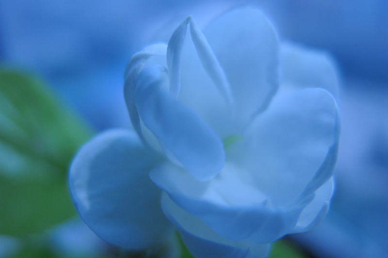 茉莉花开 摄影 素然