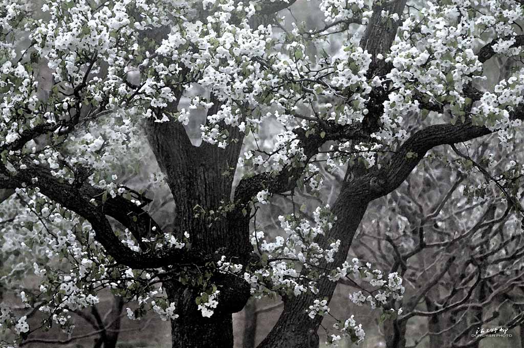 一树香雪醉梨花 摄影 沽上野柳