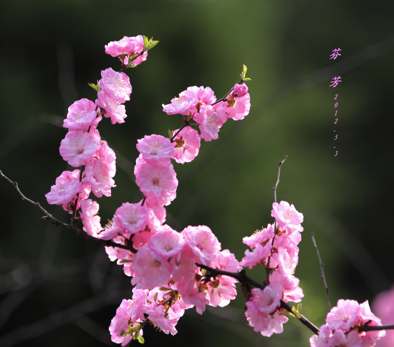 芬芳 摄影 枫叶风