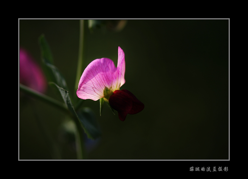 豌豆花~ 摄影 朦胧的淡蓝