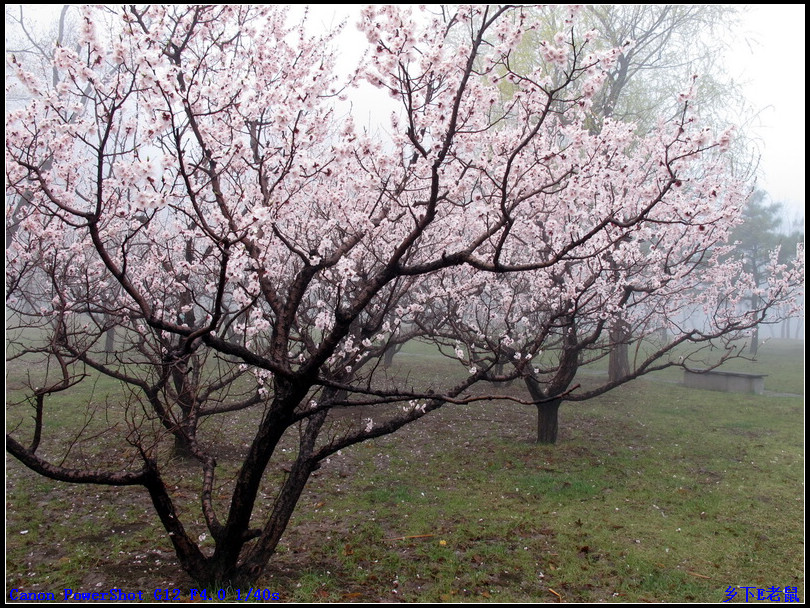 雾里看花 摄影 wxwonlines