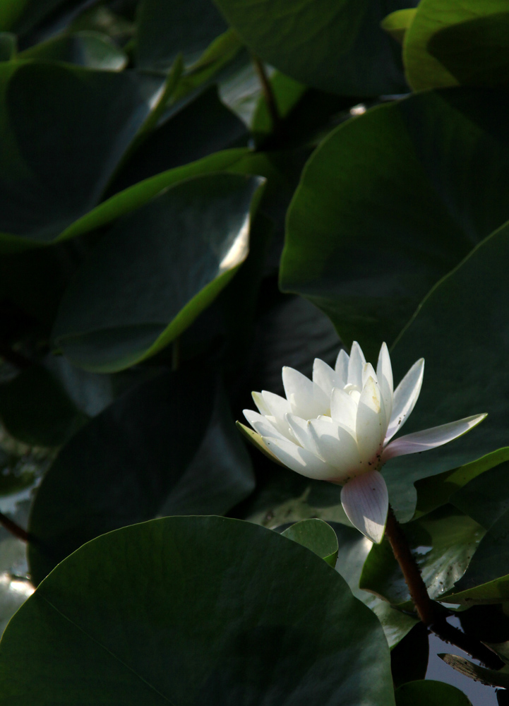 初夏3 摄影 綄鎂幸福