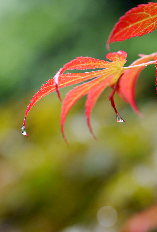 雨后红叶 摄影 成都阿光