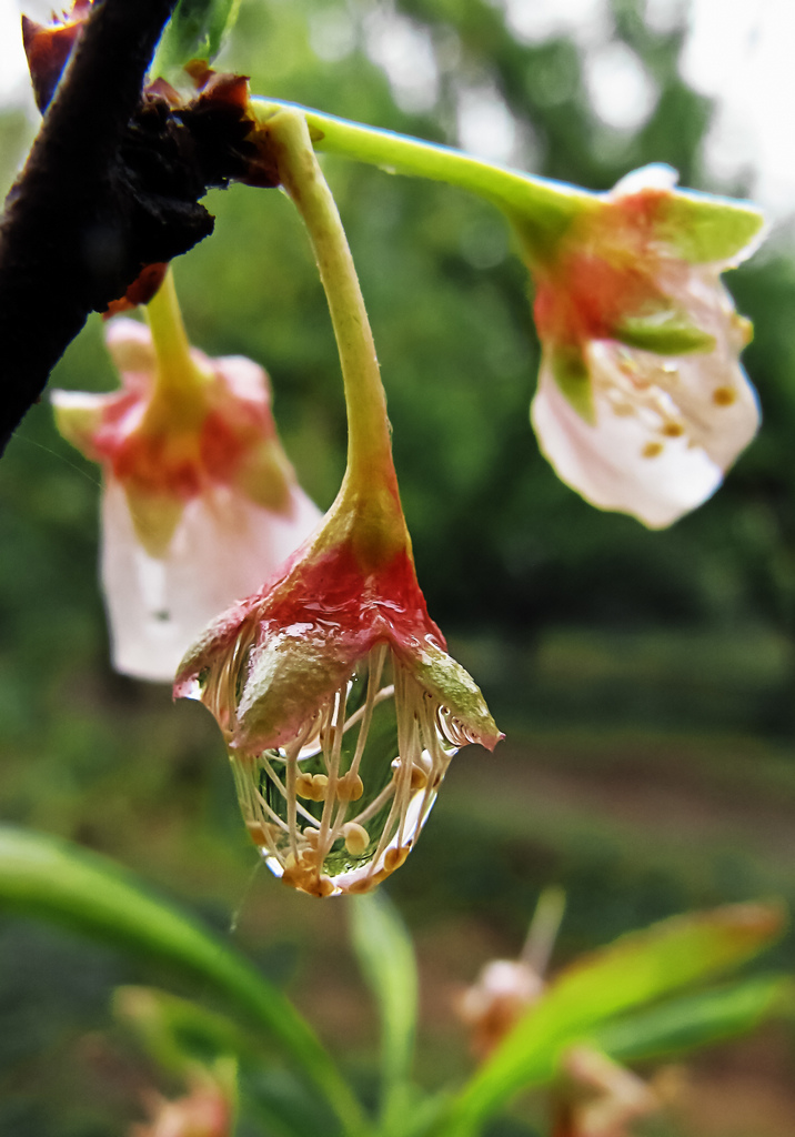 雨后李花 摄影 老士兵