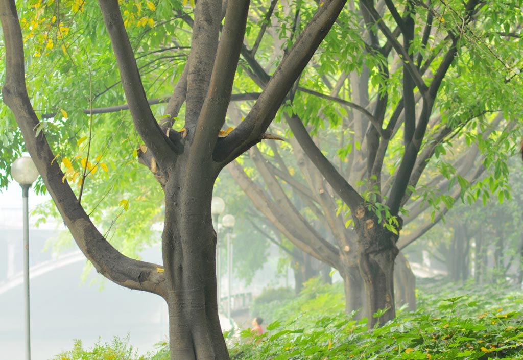 雨后小清新 摄影 大小鱼