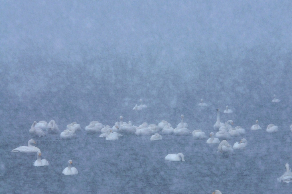 雪浴 摄影 gly