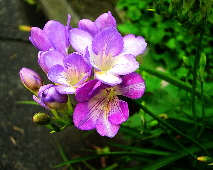 花之韵 摄影 西风胡杨