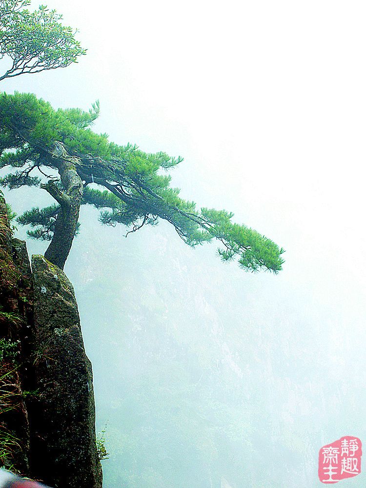 黄山奇松 摄影 静趣斋