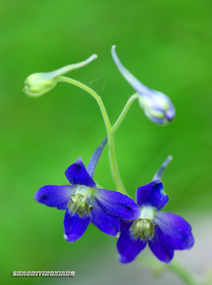 山花 摄影 沙弛