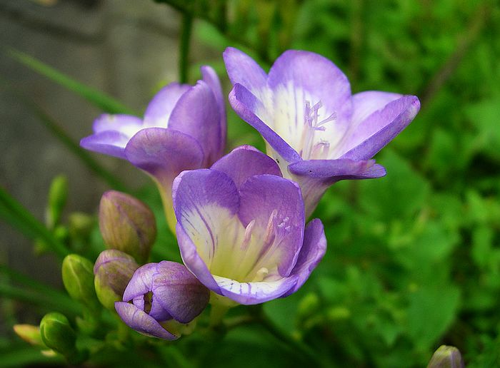 花之韵 摄影 西风胡杨