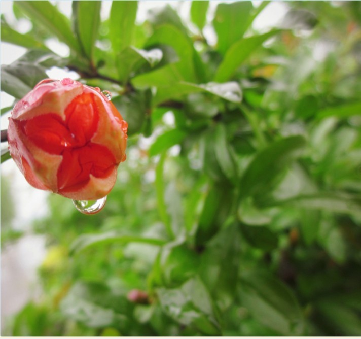 雨中蓓蕾 摄影 清晨的露珠