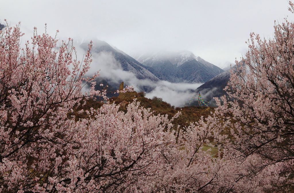 雅鲁藏布大峡谷1--山花烂漫 摄影 lln闲云