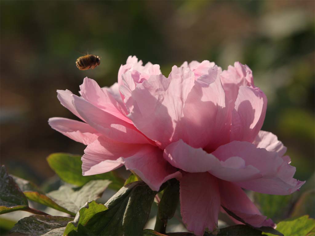 蜂恋花 摄影 崂山绿石