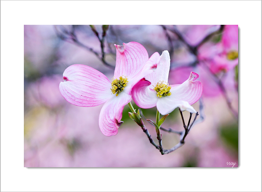 山茱萸 摄影 花间梦事