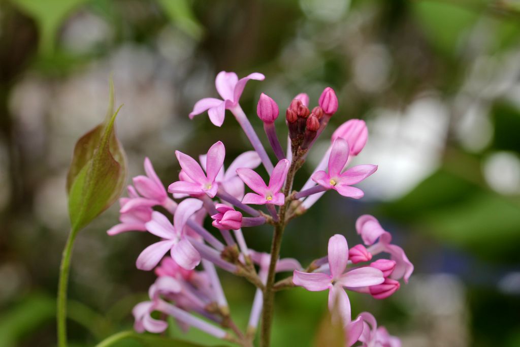 丁香花 摄影 关东火眼