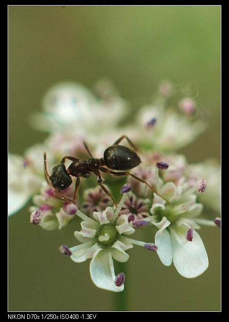 蚂蚁和香菜花 摄影 范子
