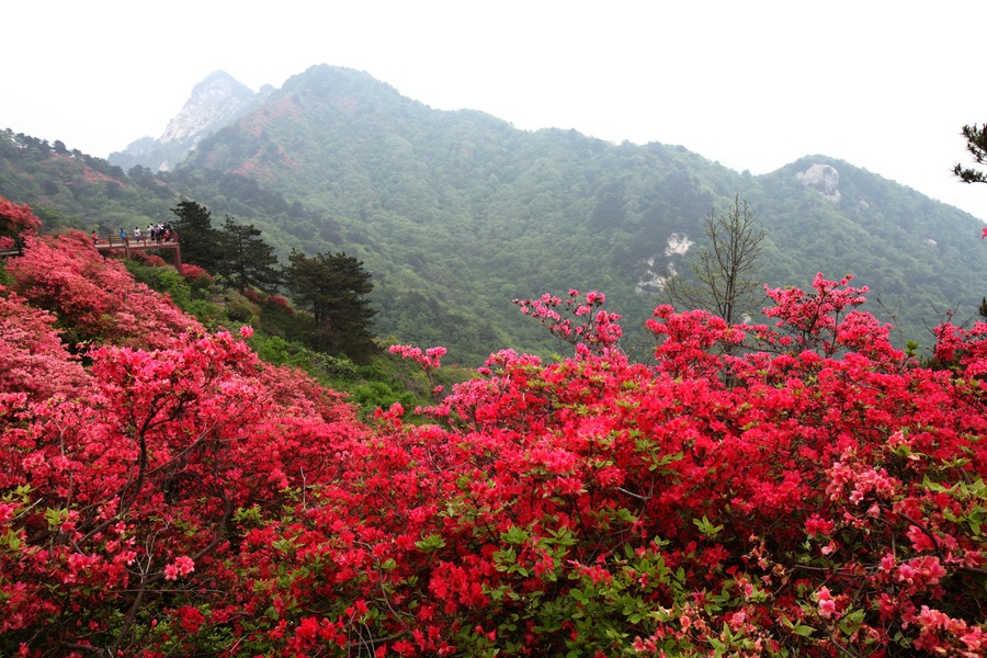 岭上映山红 摄影 秦川牛