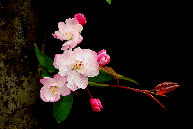 花芽 摄影 风之声音