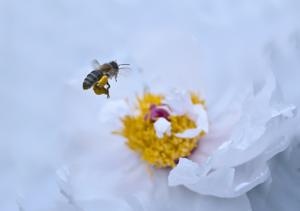 蜜蜂 摄影 大风起兮-1