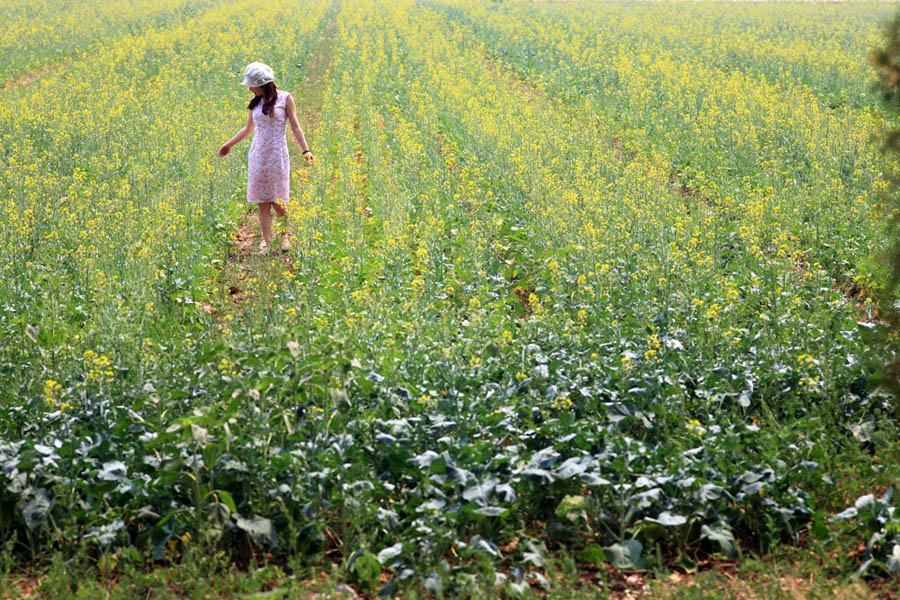 昨日黄花1 摄影 xixizhu