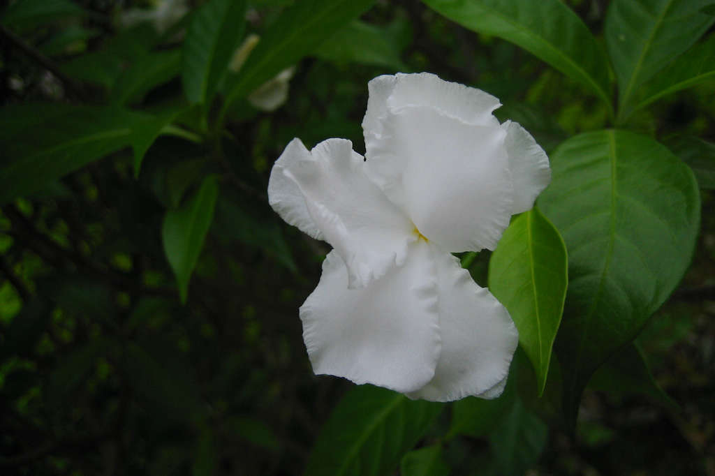 茉莉花 摄影 123红绿灯