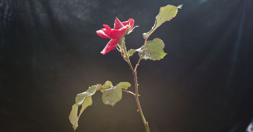 红花绿叶--月季花 摄影 六月雨