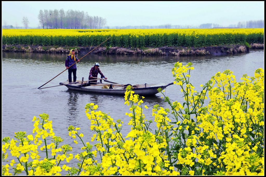 兴化看油菜花 摄影 newleader