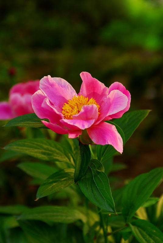 芍药 摄影 风飘絮