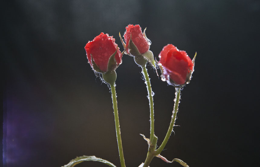 争艳--月季花 摄影 六月雨