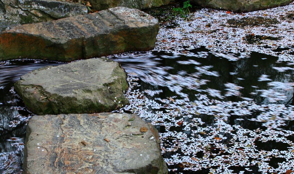 《落花有意随流水》——点击放大 摄影 残月晓风