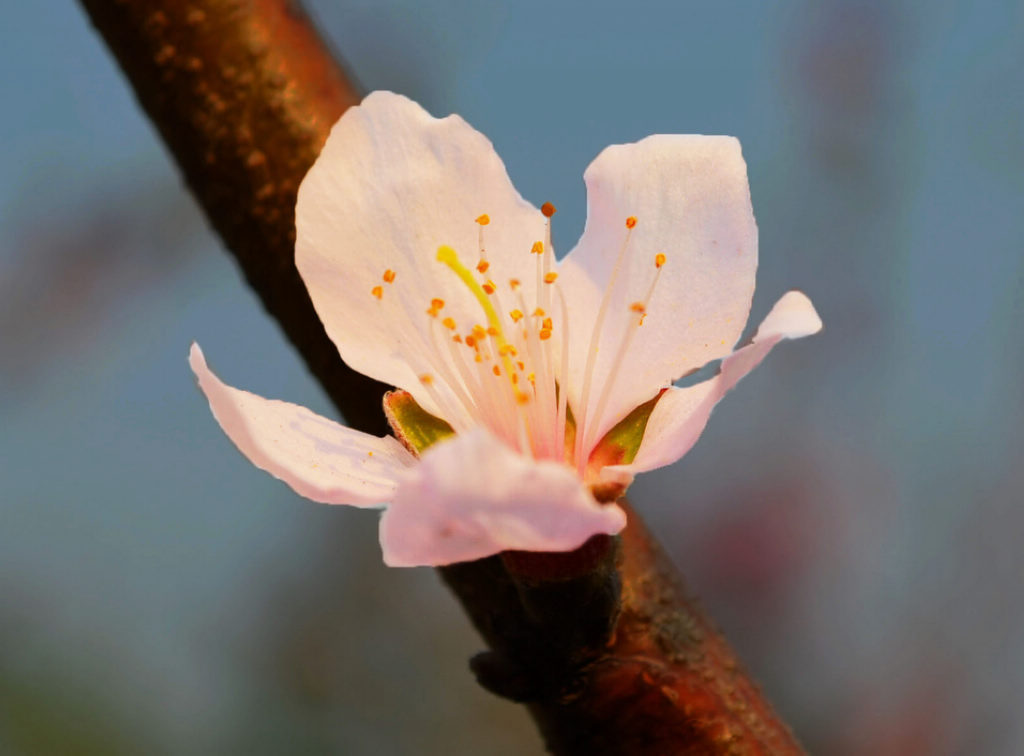 孤芳自赏 摄影 秋之歌