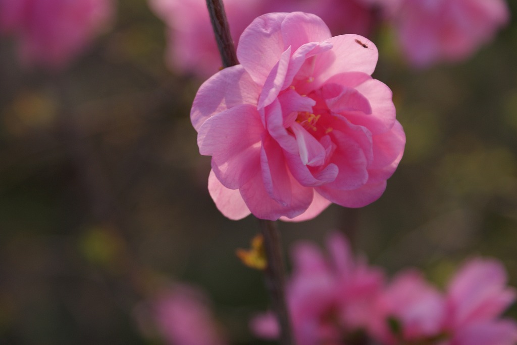 醉蜜粉花 摄影 舞剑人