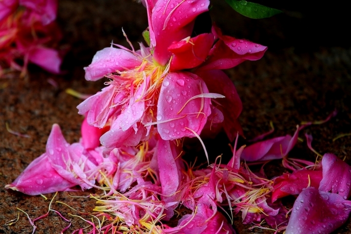 雨后残花 摄影 逐日追风