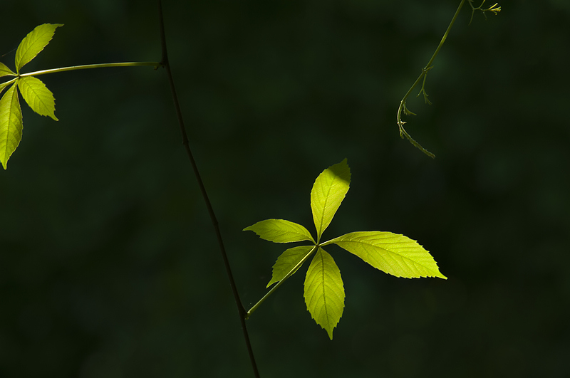 藤蔓植物 摄影 老假