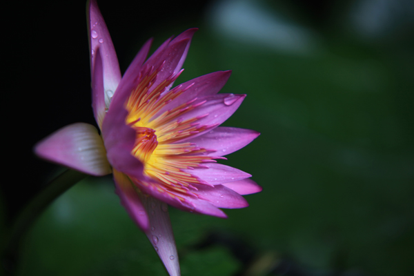 雨后莲花 摄影 后山人